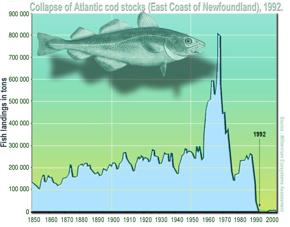 Cod fisheries collapse